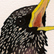 european starling